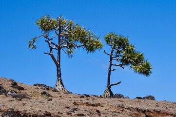 Paysage de l'île Rodrigues (Archipel des Mascareignes) dans l'océan Indien, surnommée « la...