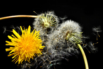 The flowers are dandelions, yellow and with ripened seeds.