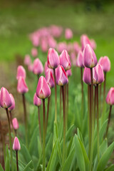 różowe tulipany w ogrodzie na zielonym tle