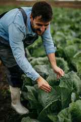Male farmer in a working outfit harvesting and checking cabbage leaves during an agricultural season.