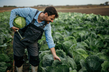 Male farmer in a working outfit harvesting and checking cabbage leaves during an agricultural...