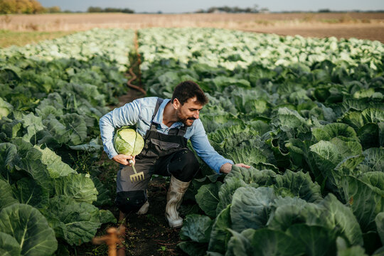 Smiling Caucasian dedicated worker harvesting raw veggies on his farm outdoors.