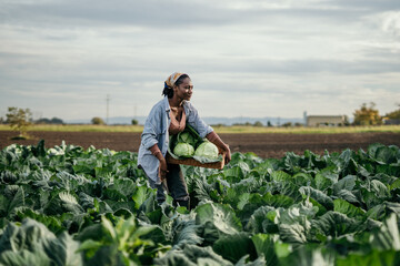 African American farm female worker harvesting raw veggies on the farm. Copy space