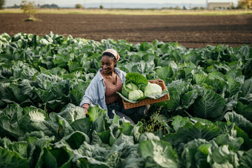 African American farm female worker harvesting raw veggies on the farm. Copy space