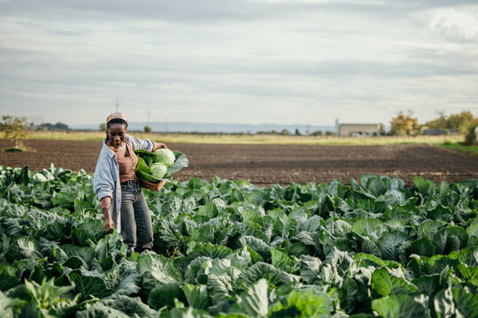 African American farm female worker harvesting raw veggies on the farm. Copy space