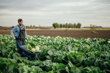 Dedicated farm worker pushing a wheelbarrow and harvesting a cabbage on his farm.
