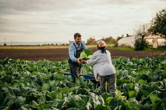 Two diverse workers on the farm pass a crate full of fresh raw veggies and work on a farm together.