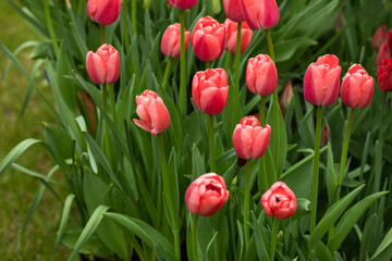 Fototapeta premium tulipany, wiosenne kwiaty 