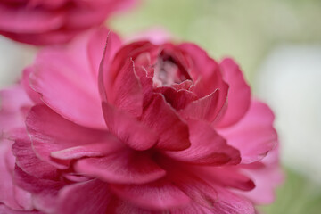 背景素材　エレガントなラキュランスの花