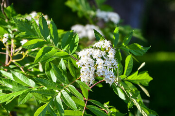 ヨサノハゴロモナナカマド