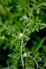 背景素材　除虫菊の葉っぱとつぼみ