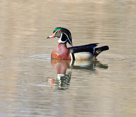 Colorful Wood Duck on the lake, Quebec, Canada