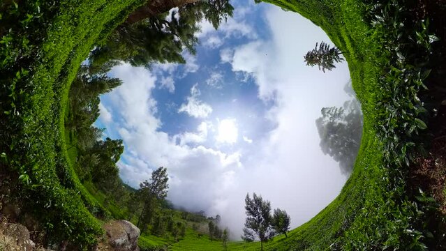 Tea estate in the mountainous province of Sri Lanka. Lipton Seat, Haputale, Sri Lanka.