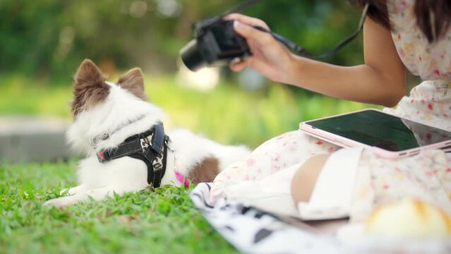 Asian woman using digital camera taking picture her chihuahua dog at dog park. Domestic dog with owner enjoy urban outdoor lifestyle at pets friendly area on summer vacation. Pet Humanization concept.