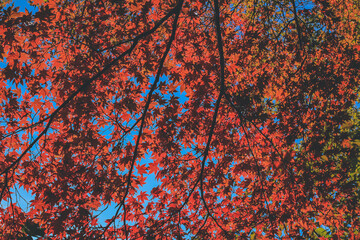 the tree at fall season at Shirakawa go, Japan