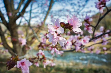 川面に映える桜