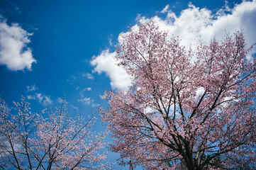 青空と桜