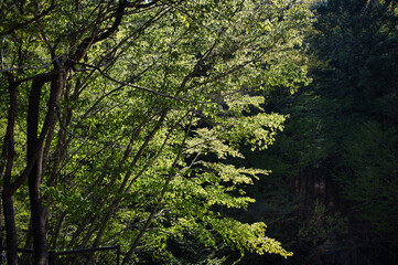 新緑の山