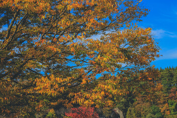 the tree at fall season at Shirakawa go, Japan