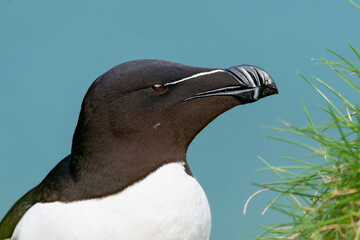 Razorbill (Alca torda) Portrait