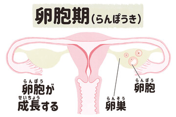 Menstrual cycle diagram; Follicular phase PNG
