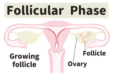 Obraz premium Menstrual cycle diagram; Follicular phase PNG