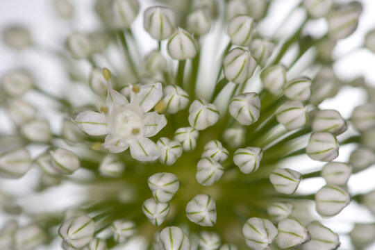 Chives flowers - white background - Allium schoenoprasum