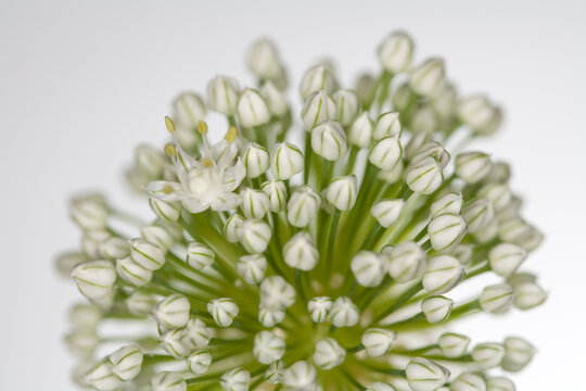 Chives flowers - white background - Allium schoenoprasum
