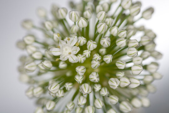 Chives flowers - white background - Allium schoenoprasum