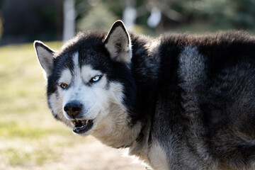 Angry husky dog ​​with multi-colored eyes, close-up photo.