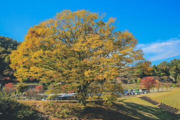 the tree at fall season at Shirakawa go, Japan