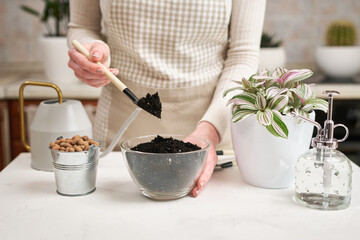 woman preparing soil for tradescantia pink clone plant replanting