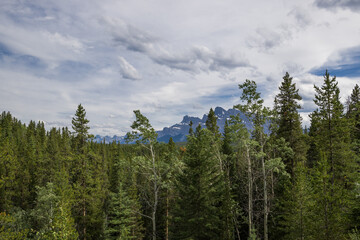 Banff Rocky Mountains. Green trees in the forest of firs, firs and pines in the national park. Sustainable industry, ecosystem and healthy environment concept and background.