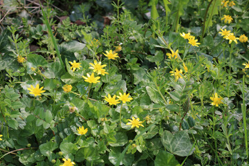 Yellow flowers in the park.