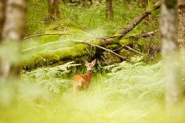 Nature, spring and environment with deer in forest for wildlife, summer and hunting. Newborn, wilderness and fauna with animal in grass field of woods for peaceful, meadow and natural ecosystem