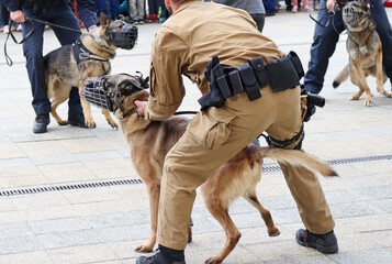 Police man with his german shepherd dog - obrazy, fototapety, plakaty