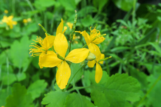 ild flowers petals yellow color detail view natural macro photography