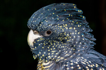 Red Tailed Black Cockatoo © david hutchinson
