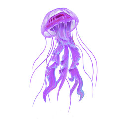 Purple pink jellyfish