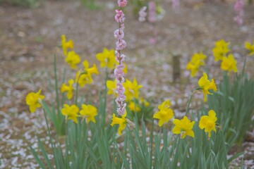 しだれ梅　水仙