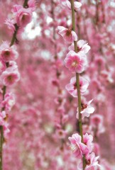 Fototapeta premium しだれ梅 