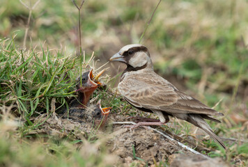 Bird feeding chicks nestlings