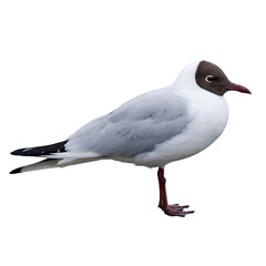 black-headed gull isolated on transparent background, png