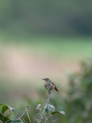 White-bellied redstart 
