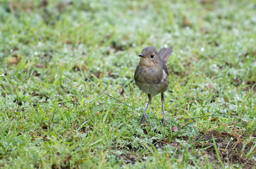 White-bellied redstart 
