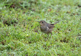White-bellied redstart 
