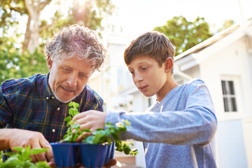Senior man planting plants with his grandchild in a garden for agriculture, sustainability or...