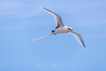 Paille-en-queue : Oiseau des Remparts et Falaises

