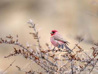 Great rosefinch on Bush in Himalaya range 