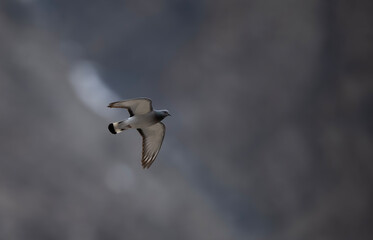 Eastern rock dove (Columba rupestris) Flying high in Mountains